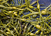 Egg-wrack seaweed