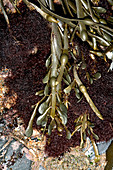 Knotted wrack (Ascophyllum nodosum)