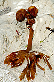 Furbelows seaweed,Saccorhiza polyschides