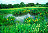 Pond in summer