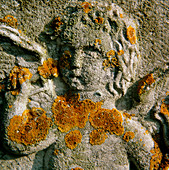 Macrophotograph of a lichen