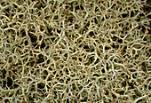 The fruticose lichen Cladonia portentosa