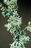 Brach covered in lichen