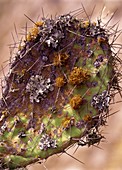 Lichen growing on Opuntia cactus leaf