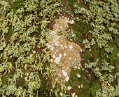 Lichen and moss on beech tree
