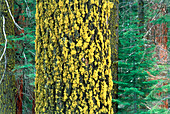 Lichens on tree