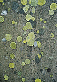 Map lichen