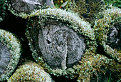 Lichen on logs