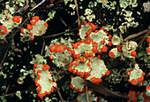 Upland lichen