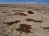 Lichen (Teloschistes capensis)
