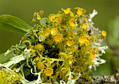 Lichen (Teloschistes chrysophthalmus)
