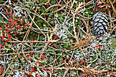 Lichen colonies
