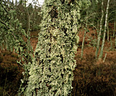 Lichen on a silver birch tree