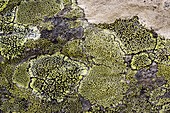 Map lichen (Rhizocarpon geographicum)