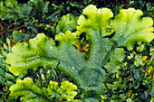 Green thallus of unidentified liverwort