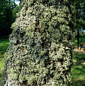 Lichens growing on tree