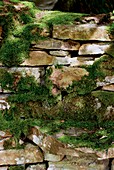 Moss on a stone wall