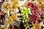 Peat mosses (Sphagnum sp.)