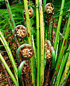 Young curled leaves of a tree fern