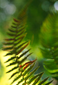 Fern leaves