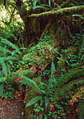 Ferns