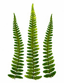 Fern leaves