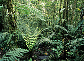 Ferns on the forest floor