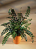 Button fern (Pellaea rotundifolia)