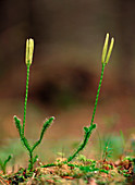 Club moss,Lycopodium clavatum