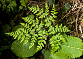 Mountain bladder fern