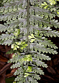 Hen and chickens fern (Asplenium sp.)