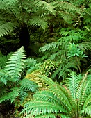 Tree ferns and ferns