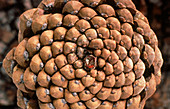 Close-up of a pine cone