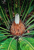 Cycas revoluta from Japan,spring growth