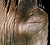 Section of pine wood and growth rings