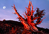 Bristlecone pine tree at sunrise