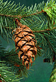 Douglas fir cone