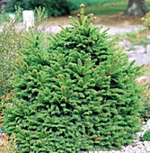 Young Norway spruce tree