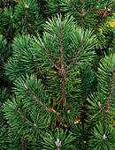 Dwarf pine needles (Pinus mugo)