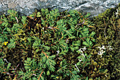 Dwarf juniper (Juniperus nana)