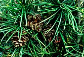 Cones of Japanese Umbrella pine