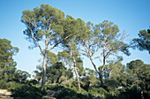 Aleppo pine trees