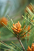 Aleppo pine cones