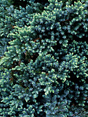 Juniperus squamata 'Blue Star' foliage