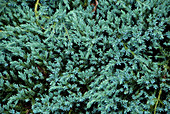 Juniper (Juniperus 'Blue Carpet')