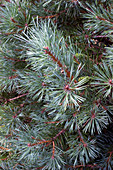 Scot's pine (Pinus sylvestris)