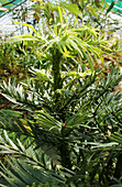 Wollemi pine trees (Wollemia nobilis)
