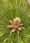 Maritime pine flowers (Pinus pinaster)