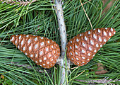 Calabrian pine (Pinus brutia)