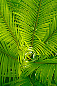Pinnate cycad leaves